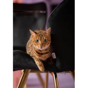 Fashion KARE Design Chair Viva Black