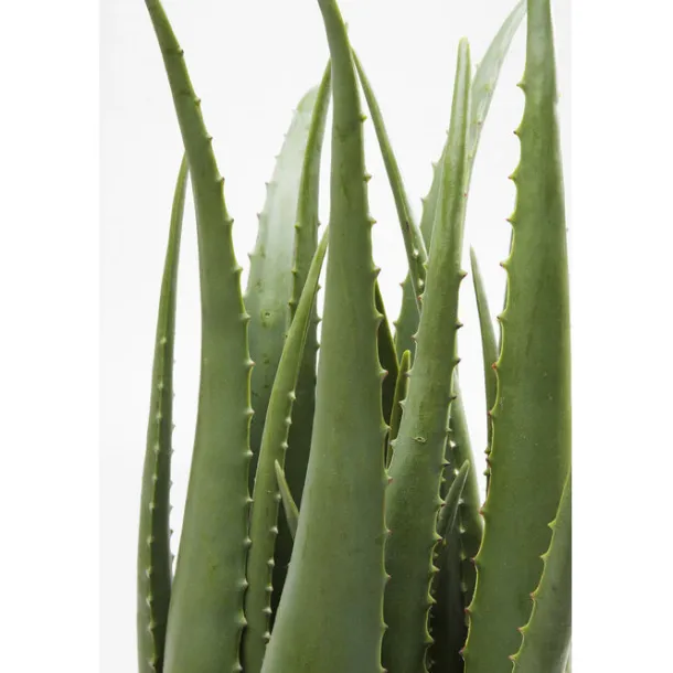 deco_plant_aloe_cm_1.webp New KARE Design Deco Plant Aloe 69cm
