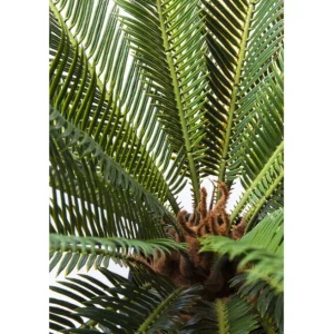 Discount KARE Design Deco Plant Cycas Tree 78cm