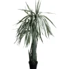 New KARE Design Deco Plant Dragon Tree 155cm