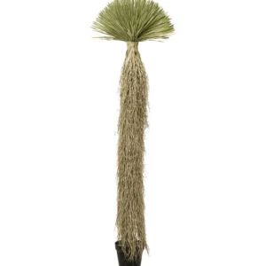 Online KARE Design Deco Plant Yucca Rostrata 240cm